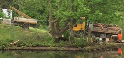Image courtesy of Peter Dobbs Boardwalk removal